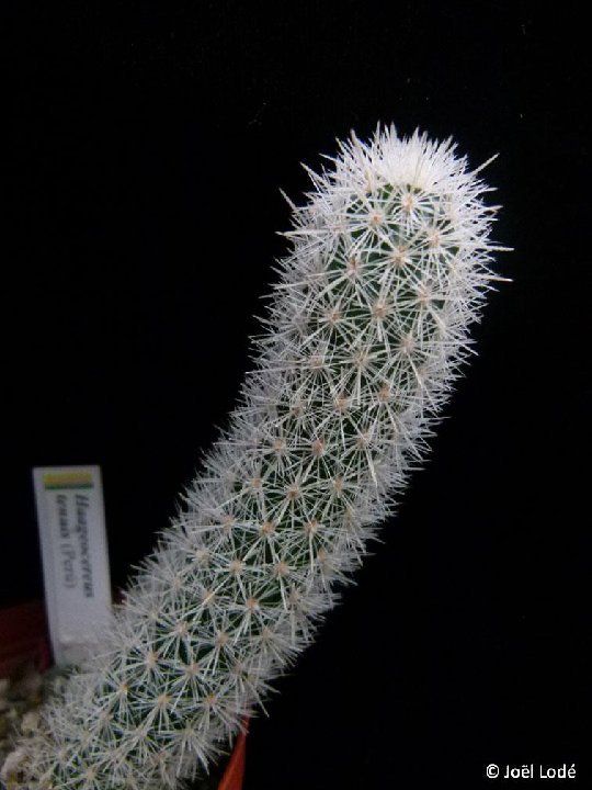 Haageocereus tenuis (young seedling) ©JLcoll.4851